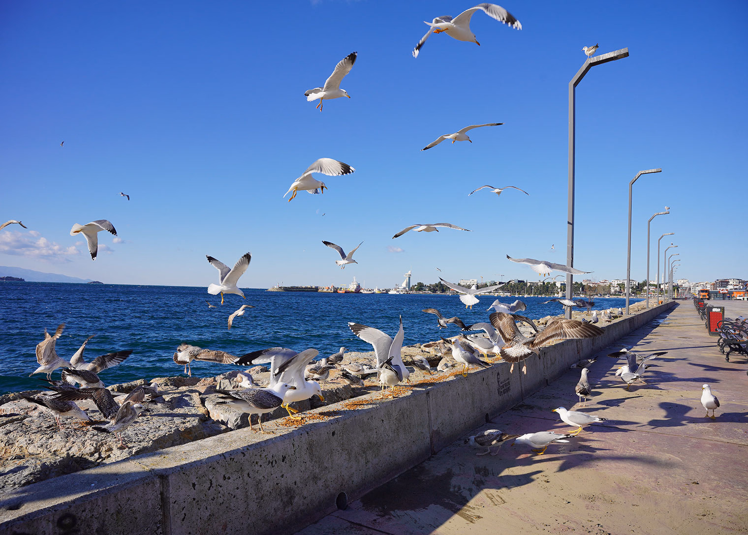 Tuzla Belediyesi fırtına sonrası can dostlarını yalnız bırakmadı - Görsel 3